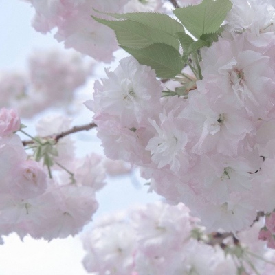 兽设晴天场景绘制福瑞群